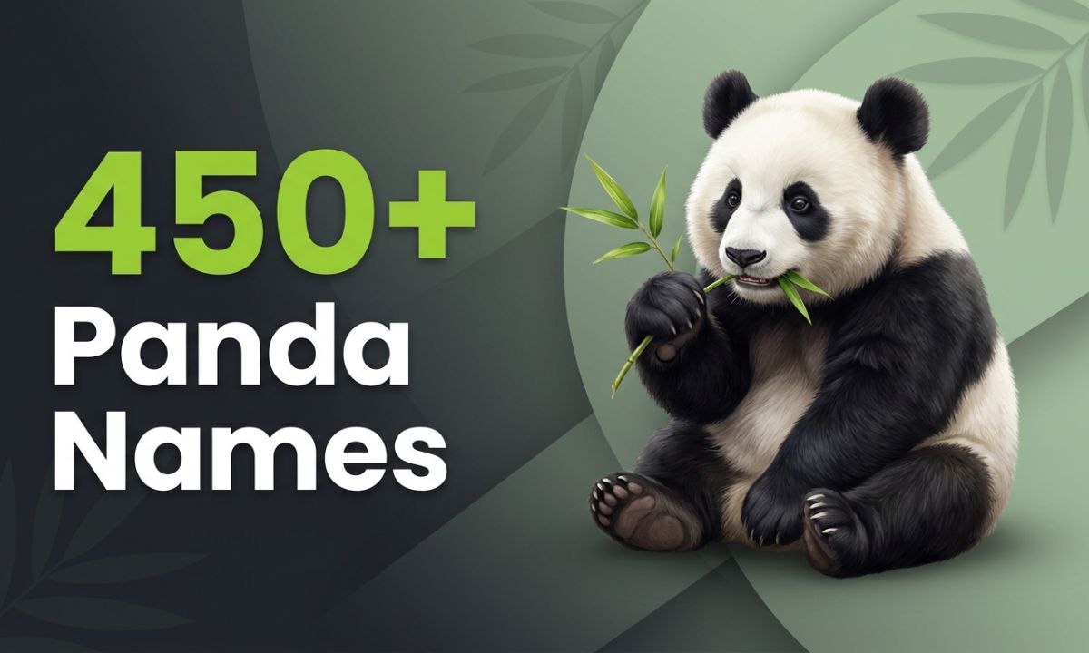 Panda Names